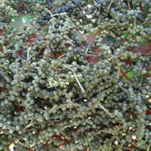 vanille-et-epice-2