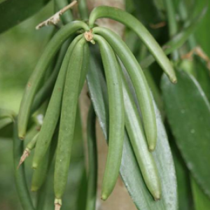 vanille-et-epice