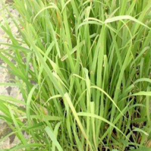 domaine-huile-essentielle-3